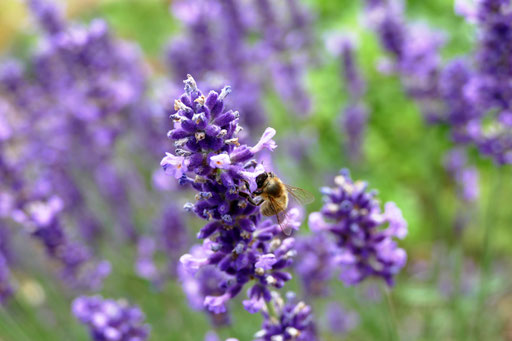 Biene auf Lavendel - Christopher Nebel Fotografie